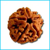 Rudraksha-5-Mukhi